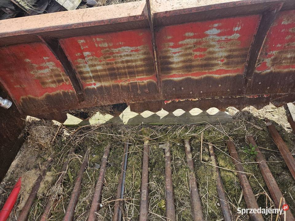 Wycinak szczękowy Krzewata