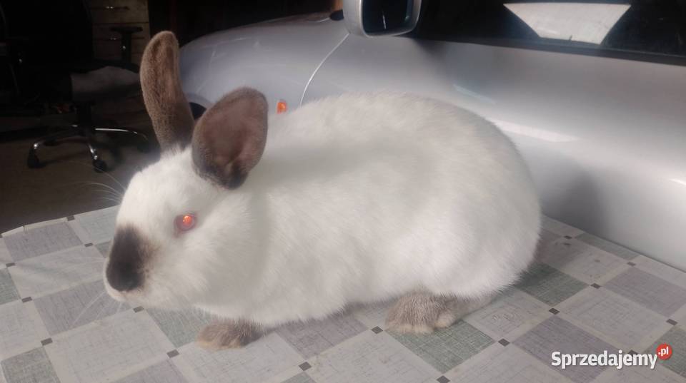 Samica Kalifornia Króliki Czarzyzna