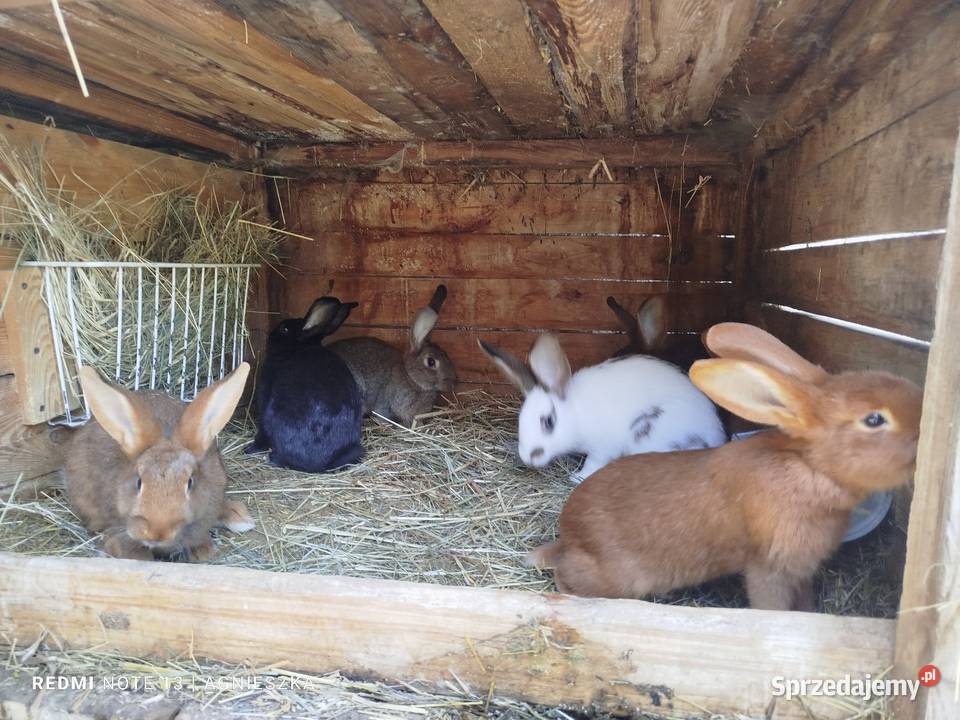 Króliki rasowe i mieszańce podkarpackie Hyżne