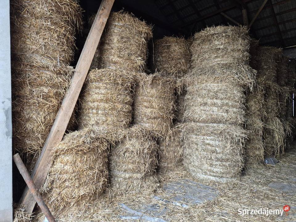 Słoma żytnia i owsiana 2025 Rychwał