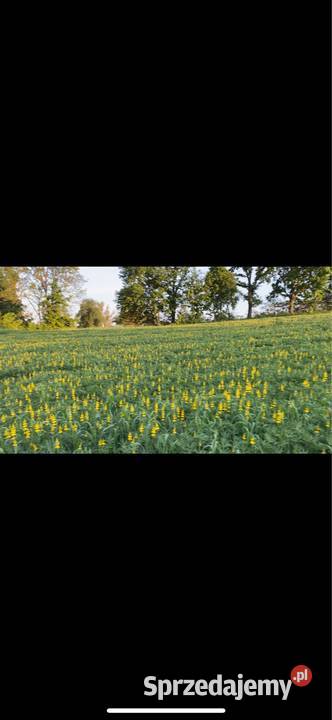 Łubin żółty szerokolistny mister zbiór 2025 Tuławki