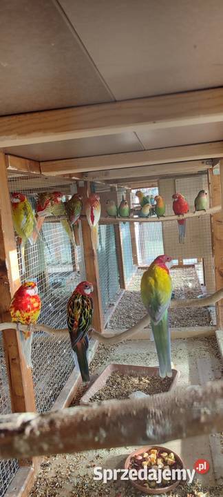 Sprzedam rozelle białolice