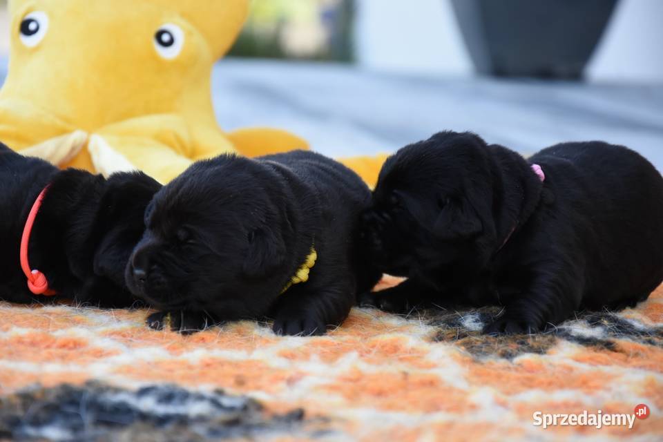Labrador retriever FCIZKwP Mikstat