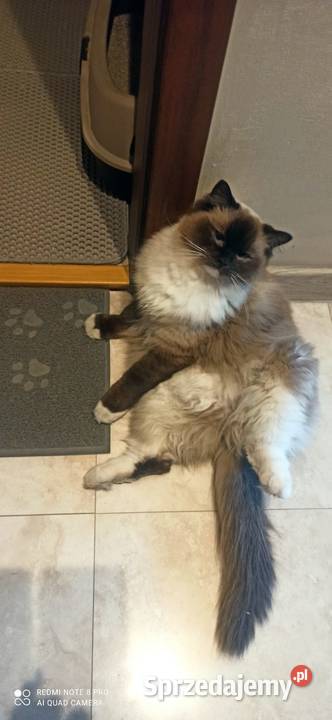 Kotka ragdoll Inowrocław sprzedam