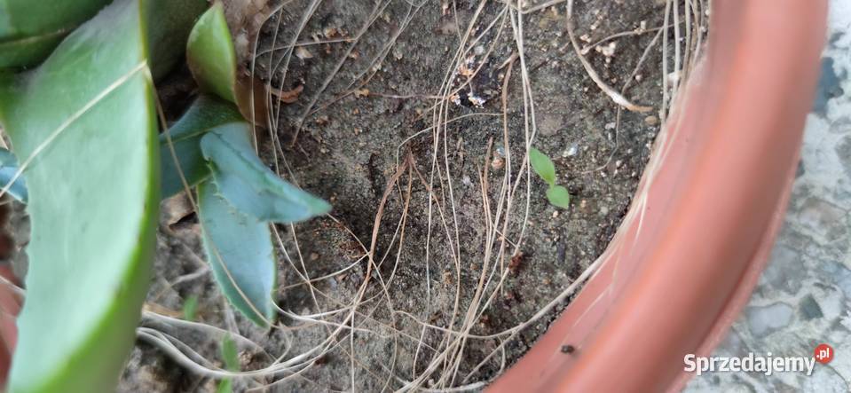 Agawa piękna ukorzeniona sadzonka 5 letnia Pozostałe mazowieckie Józefów