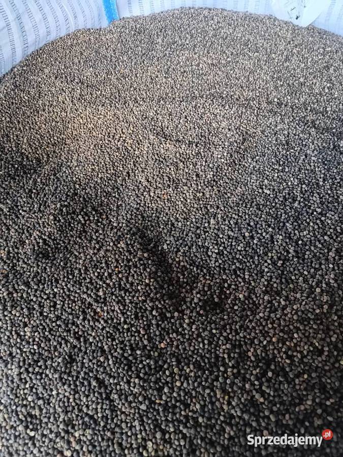 Wyka jara siewna zbiór 2025 Zboża Obice sprzedam