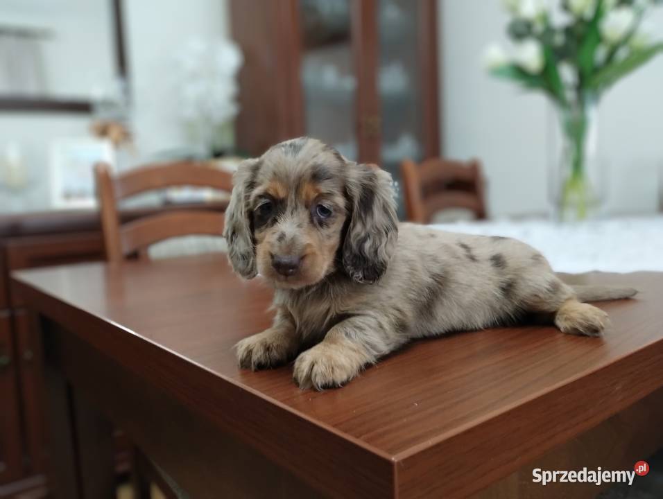 Jamnik Dackel dachshund choco merle Żychlin