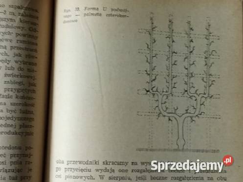 Drzewa karłowe S Zaliwski 1965 rolnictwo Łódź