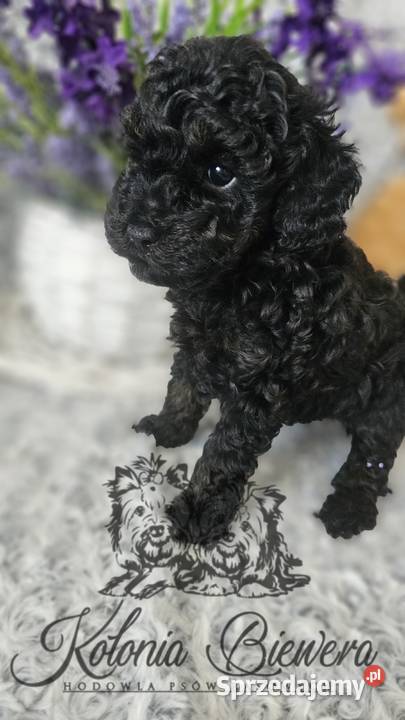 Pudel ToyMiniaturowy piesek Phantom Badania Sędziejowice sprzedam