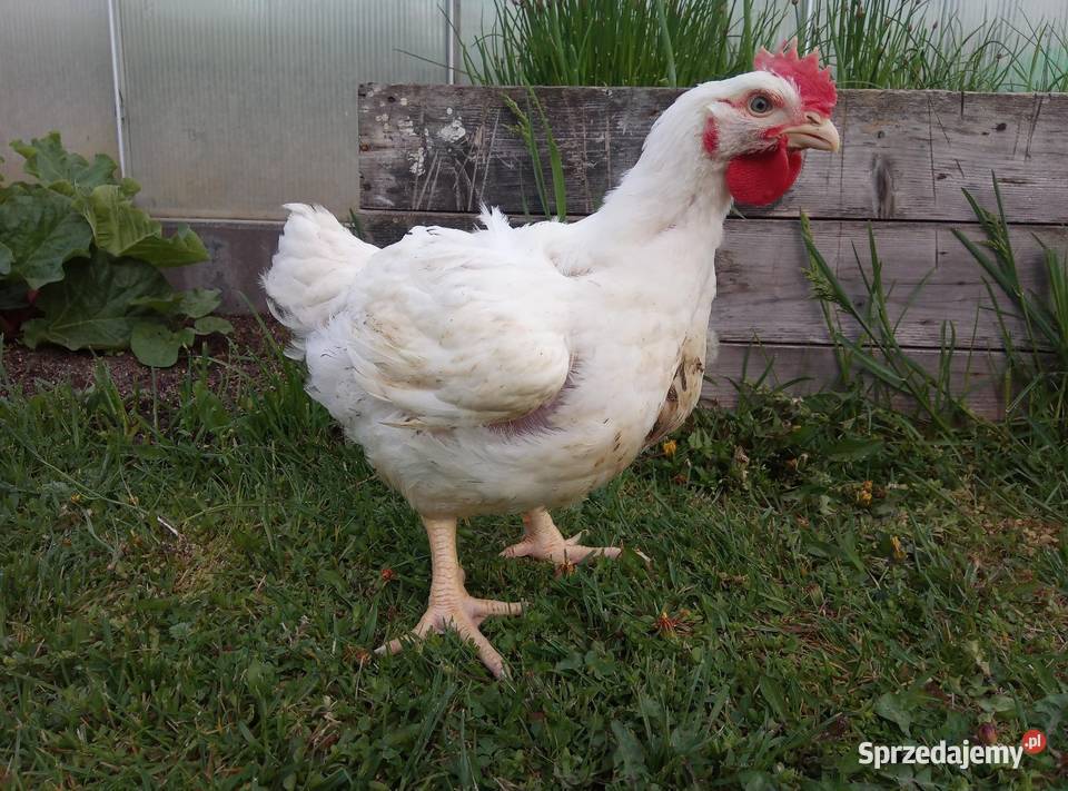 kury brojlery, prosto z naszego gospodarstwa