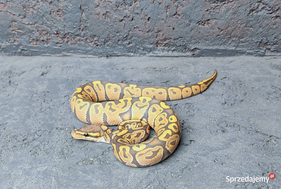 Pyton Królewski samica Hypo Ghost Gadka