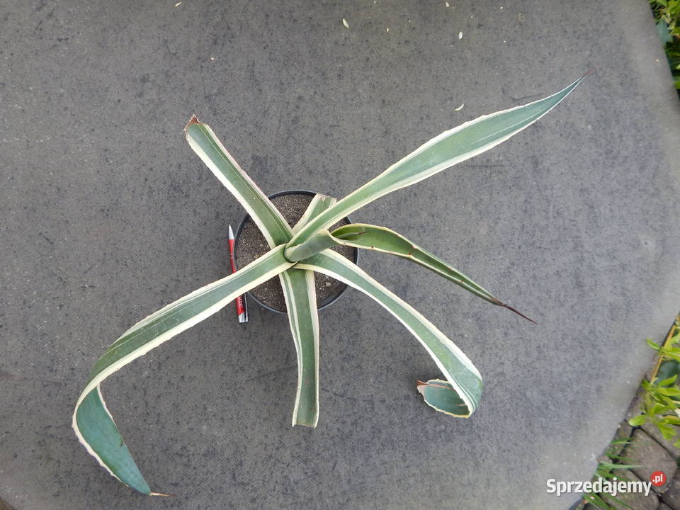 Kolorowa agawa agave americana variegata NOVA 3 małopolskie Kraków sprzedam