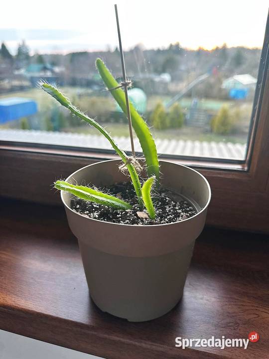 Smoczy owoc Pitaja Dragon Fruit Egzotyczny Pozostałe Białogard sprzedam