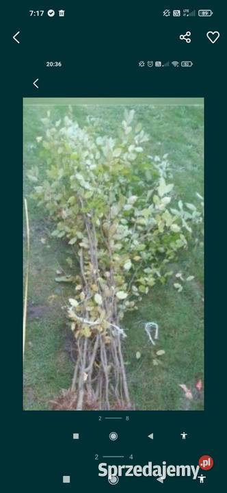 Grab sadzonki samosiejki Pozostałe