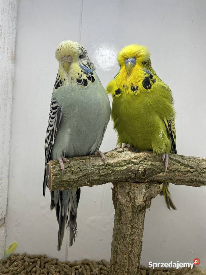 Papugi faliste WPF wystawowe Stodólno