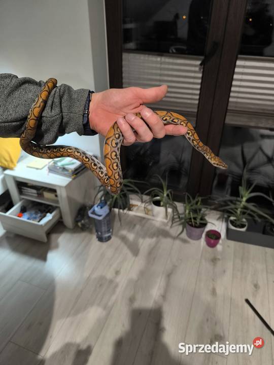 Wąż Boa Tęczowy Brazylijski 3latek Dąbrowa Górnicza sprzedam