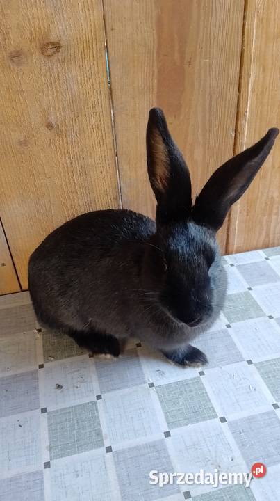 Samica mieszaniec zakocona Gryzonie Czarzyzna