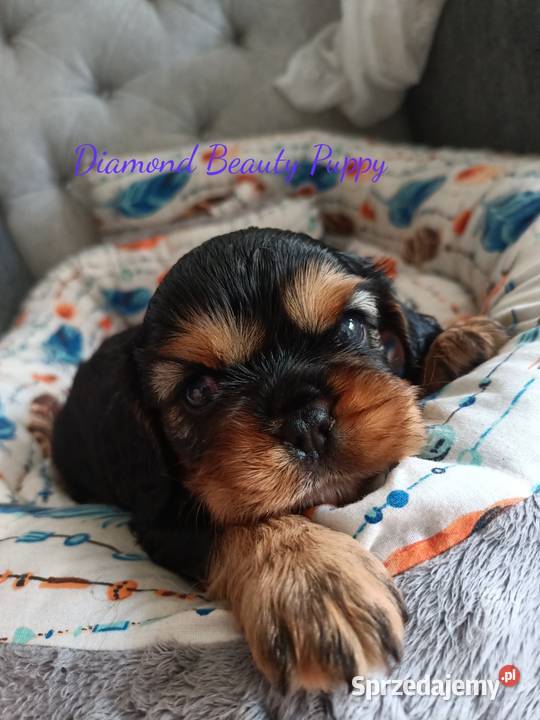 Suczka Cavalier King Charles spaniel maści Bt Cavalier King Charles Spaniel