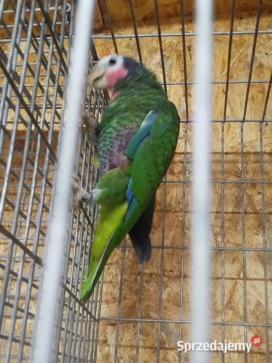 Amazónka kubańska para mazowieckie Siedlce sprzedam