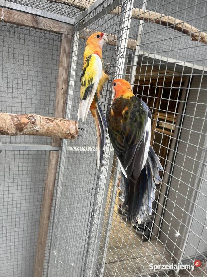 Rozelle królewskie szeki pomarańczowe Ptaki Sośnicowice
