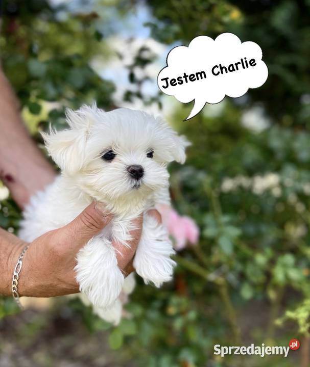 4 maltańczyki maltańczyk suczka z rodowodem wielkopolskie Śrem