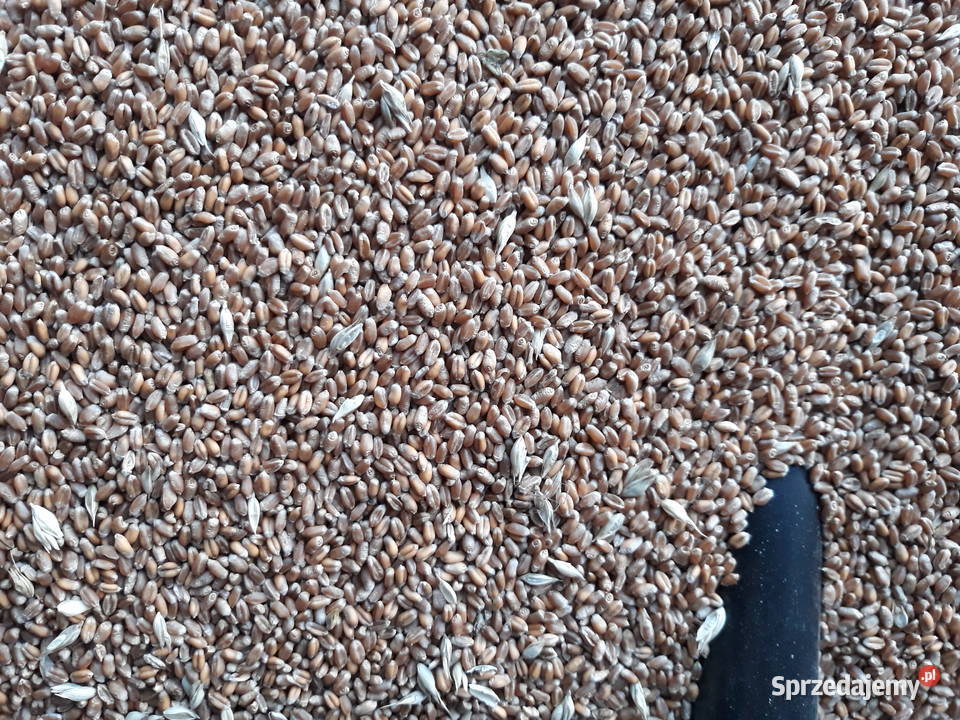 Pszenica ozima Julius sprzedam