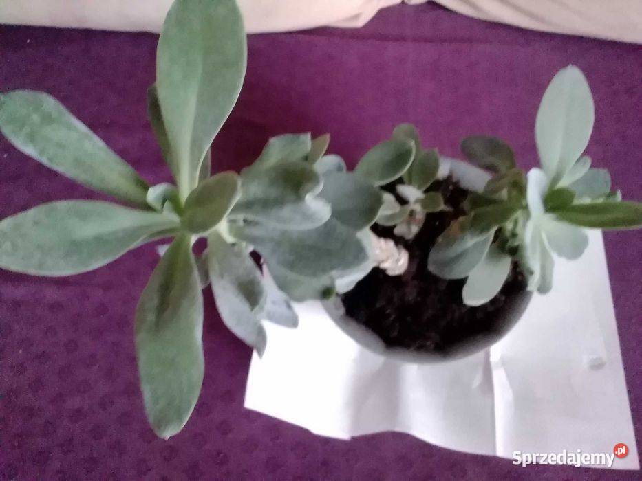 Himalaya senecio cephalaphorus roślina Łódź sprzedam