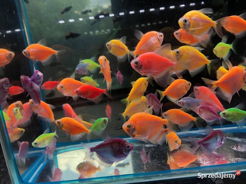 Tetra mix kolorów łódzkie