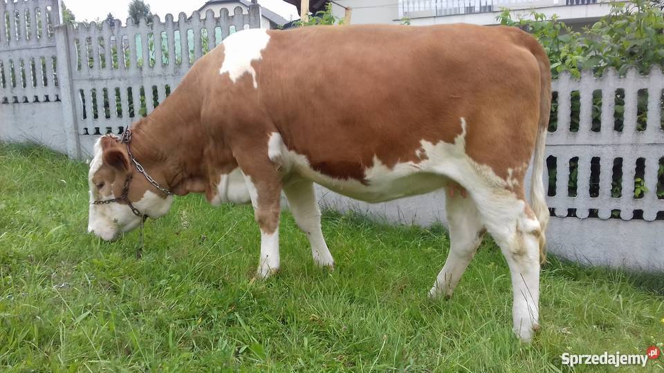 Jałówka Simental cielna SM Niechobrz