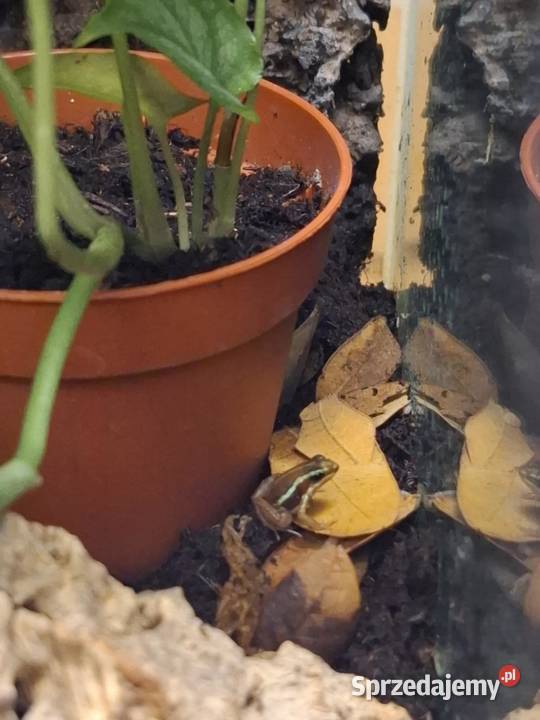 Epipedobates anthonyi Zwierzęta