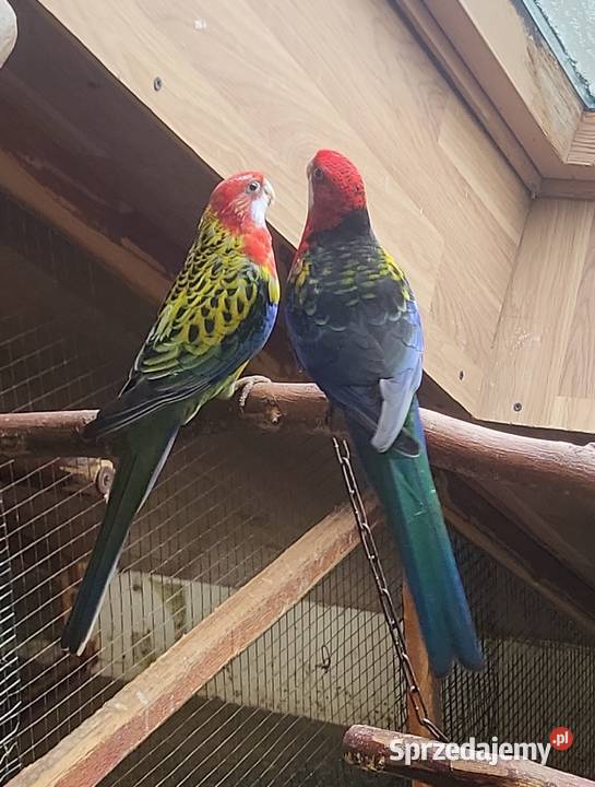 Sprzedam papugi rozelle białolice górskie
