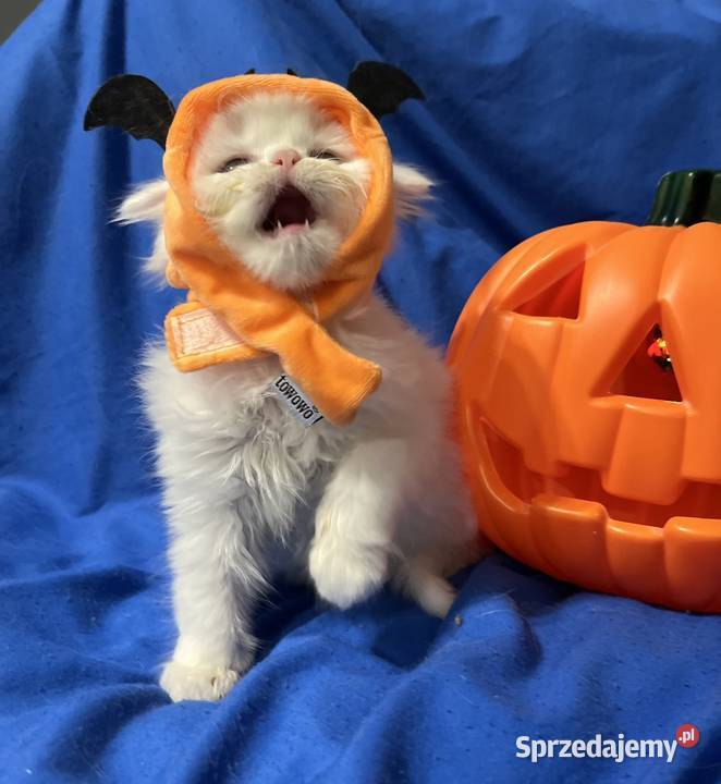 Michel i Edmund kocurki perskie