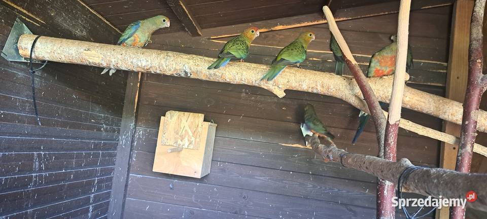 Rozelle żółtolice