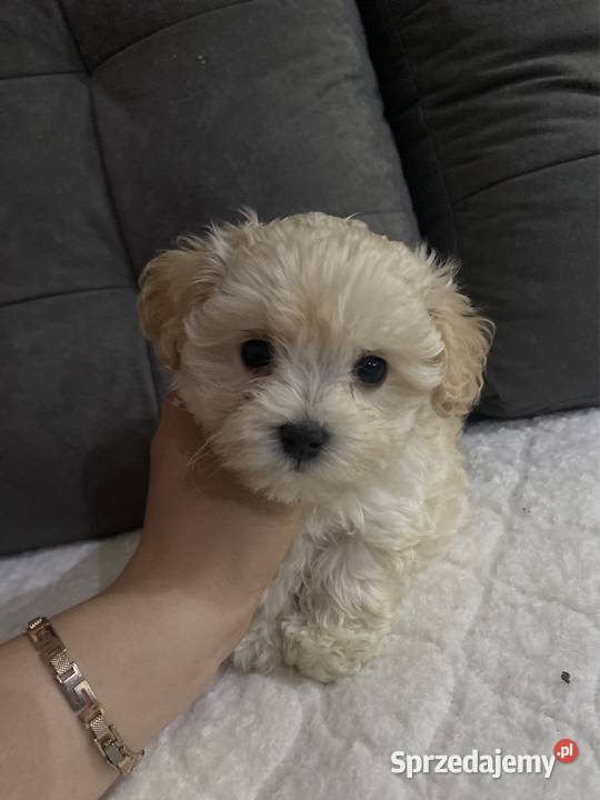 Piesek Maltipoo Zawiercie