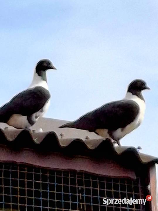 Młode piękne czarne strassery Ptaki Rybnik