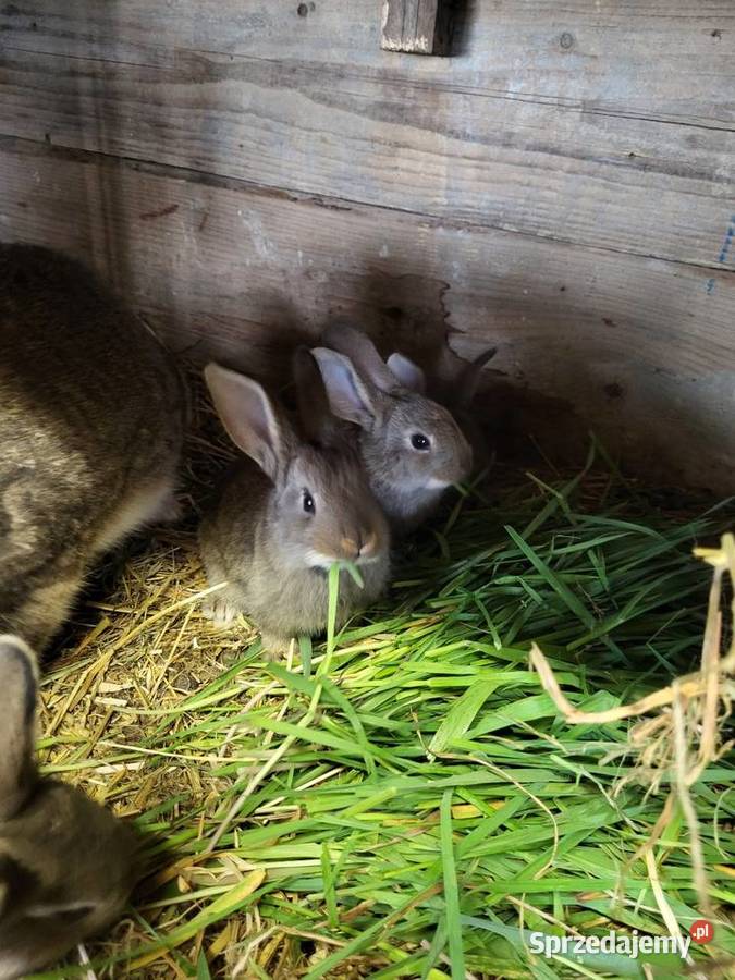 Kroliki młode belgu Gryzonie podkarpackie