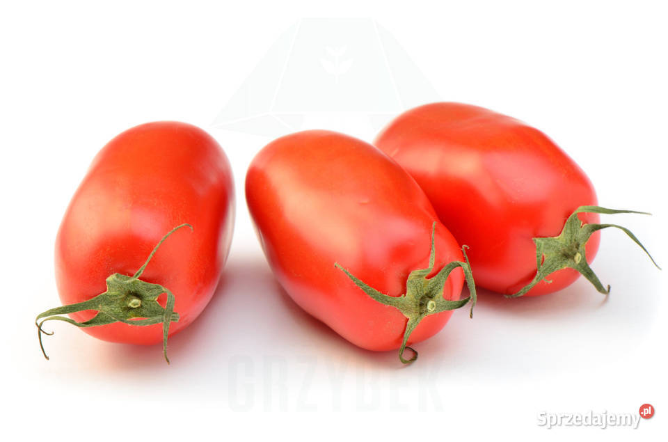 Pomidor San Marzano sadzonka rozsada sprzedam