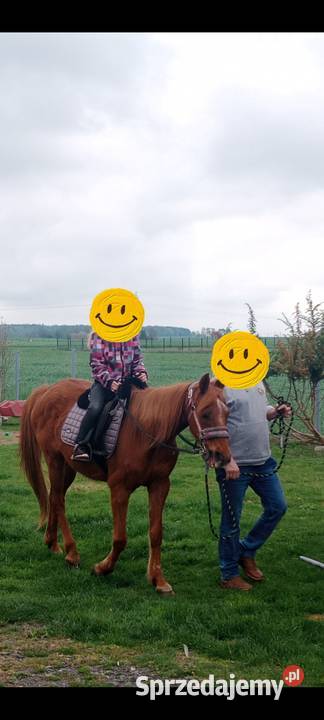 Sprzedam klacz profesor Ligota Turawska