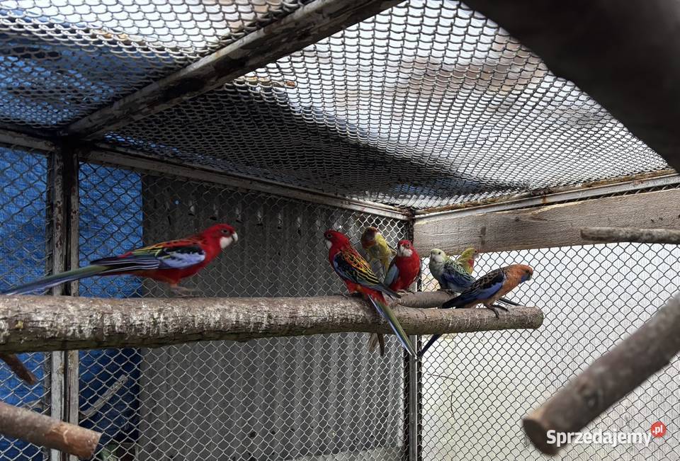 Rozelle królewskie i białolice Nadma