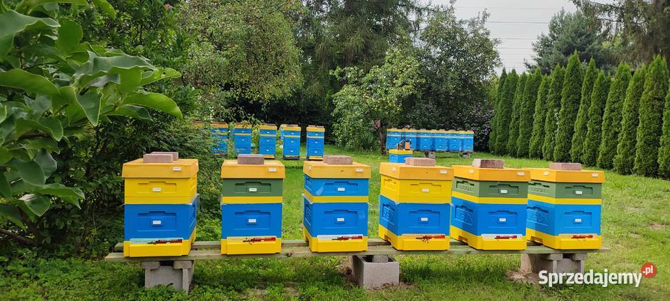 ODKŁADY PSZCZELE Pszczoły Na Ramce śląskie Bielsko-Biała
