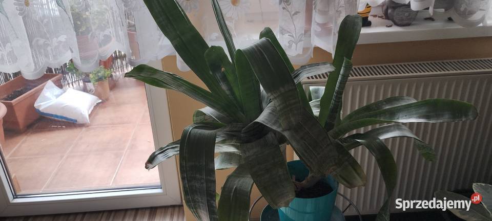 Kwiat ECHMEA wstęgowata Aechmea fasciata Leszno sprzedam