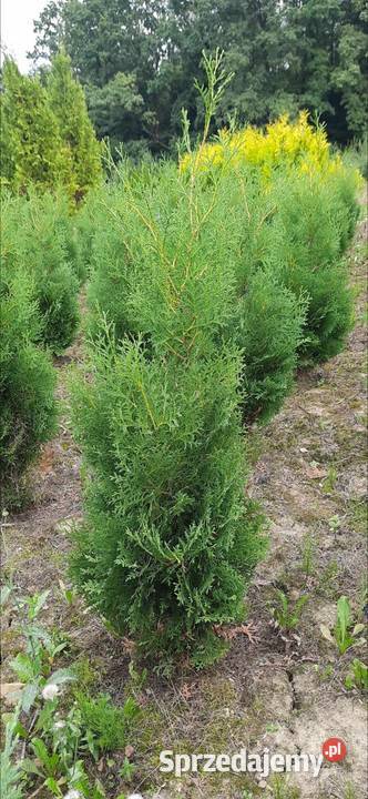 Tuja Kolumna Thuja Columnawysokości 120 kopana z Olszana