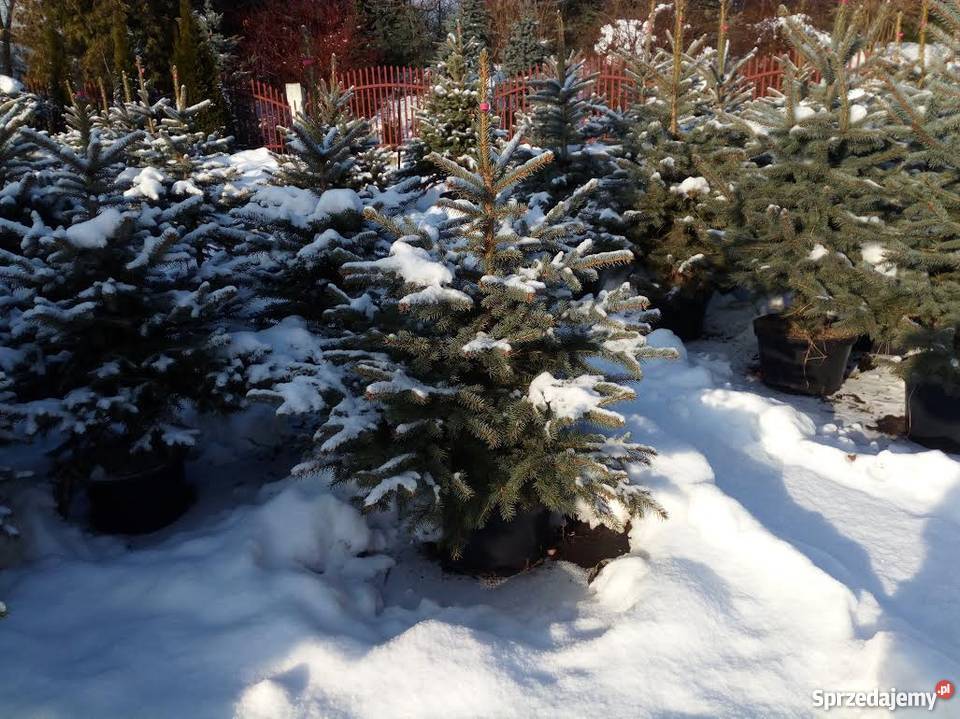 Żywa CHOINKA Jodła Kaukaska Świerk Srebrny podkarpackie Przemyśl sprzedam