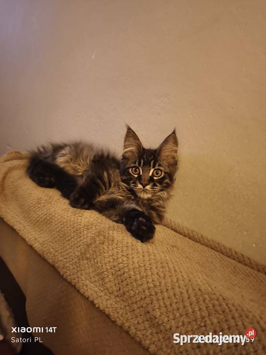 Maine Coon kocięta z rodowodem WCF Bydgoszcz