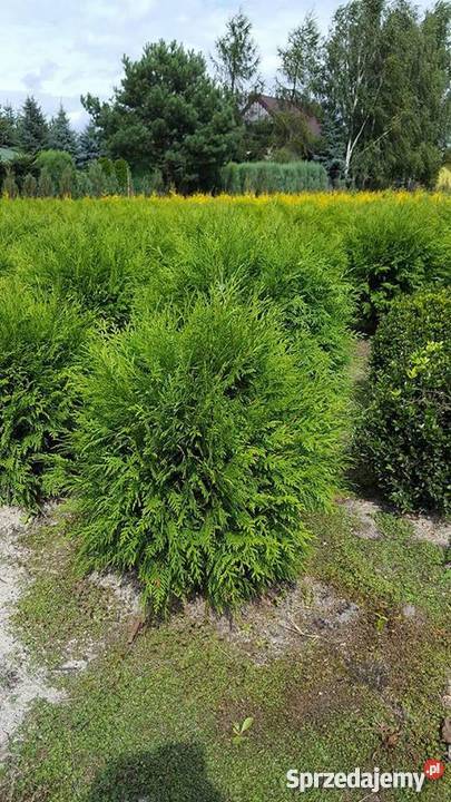 Thuja Woodwardii 5070 kula zielona PRODUCENT Rydzyny