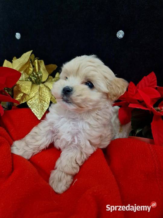 Xxs maltipoo mamusi 2 tatuś FCI wyjątkowe Jasło