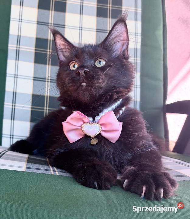 Maine Coon kotki dolnośląskie Wińsko