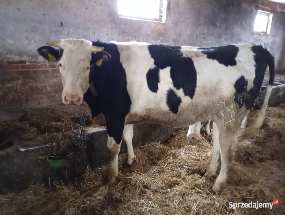 Sprzedam jałówkę wysokocielną Kamianka