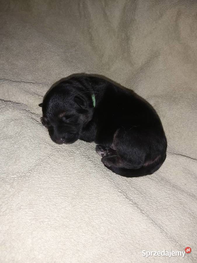 Owczarek niemiecki szczenięta