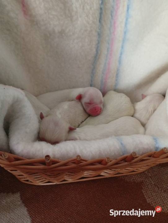 Piękny Maltańczyk z rodowodem Mysłowice